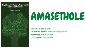 Read more about the article Amasethole