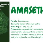 amasethole