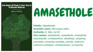 Read more about the article Amasethole