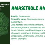 amasethole amhlophe