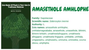 Read more about the article Amasethole amhlophe