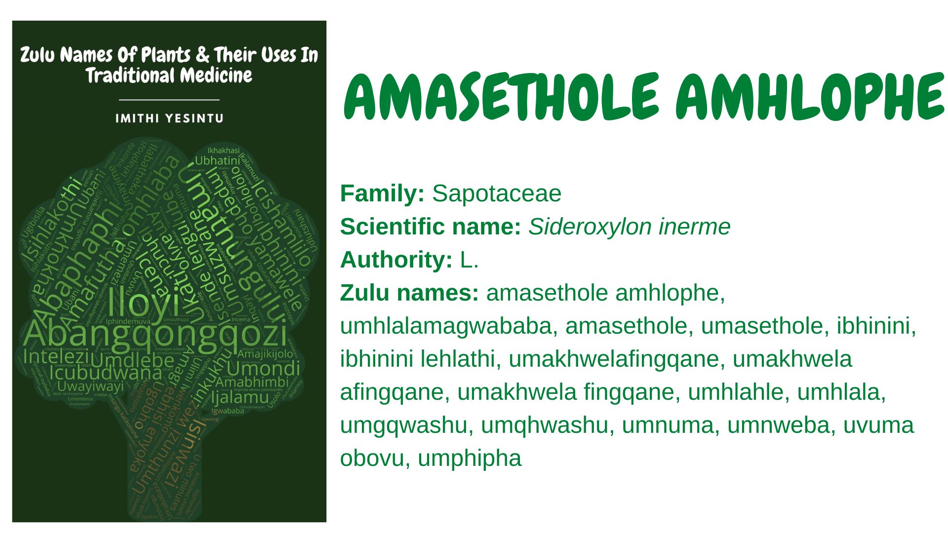 You are currently viewing Amasethole amhlophe