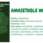 Read more about the article Amasethole wehlathi