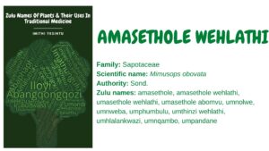 Read more about the article Amasethole wehlathi