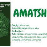 Read more about the article Amatshalo