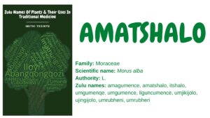 Read more about the article Amatshalo