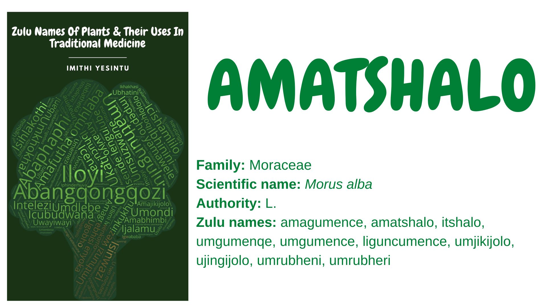 You are currently viewing Amatshalo