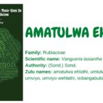 Read more about the article Amatulwa ehlathi