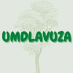 Read more about the article Umdlavuza