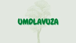 Read more about the article Umdlavuza