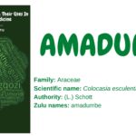 amadumbe