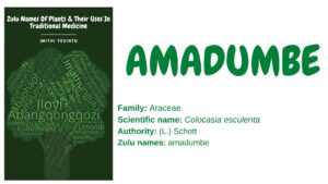 Read more about the article Amadumbe