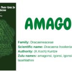 amagonsi