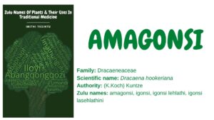 Read more about the article Amagonsi