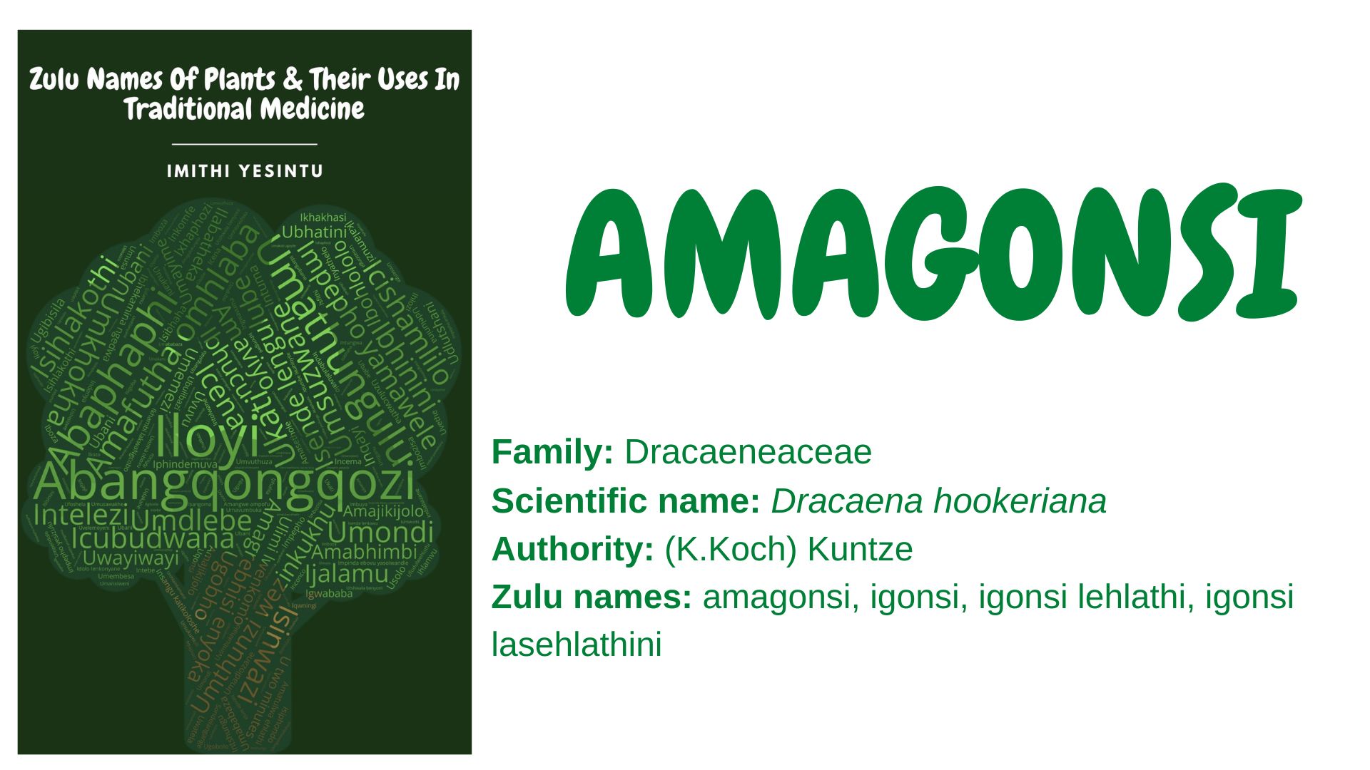You are currently viewing Amagonsi