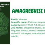 amagrebhisi enyoka