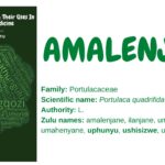 amalenjane