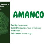 amancongo