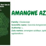 amangwe azidlayo