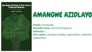 Read more about the article Amangwe azidlayo