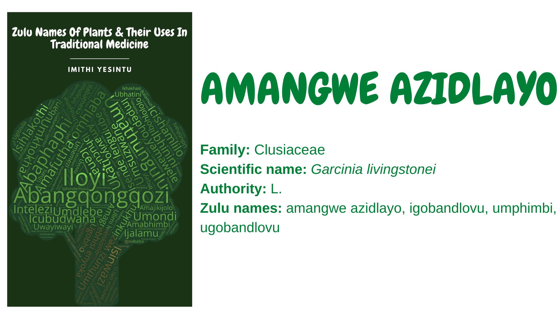 You are currently viewing Amangwe azidlayo