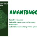 amantongomane
