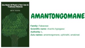 Read more about the article Amantongomane