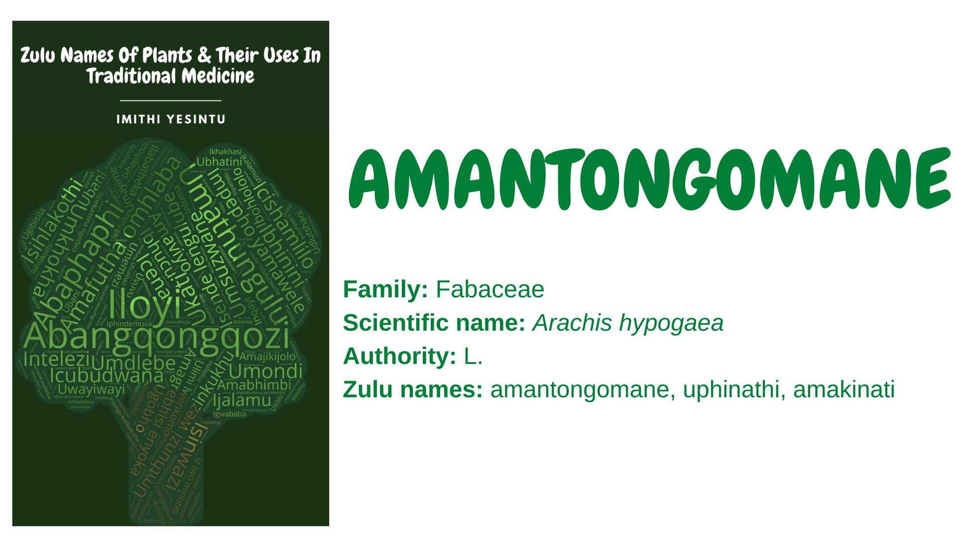 You are currently viewing Amantongomane