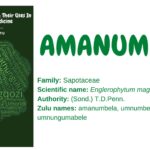 amanumbela