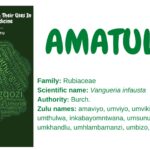 Read more about the article Amatulwa