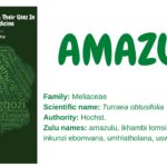 Read more about the article Amazulu