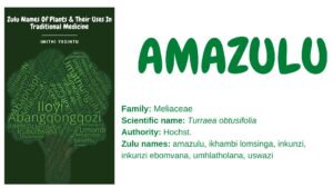 Read more about the article Amazulu