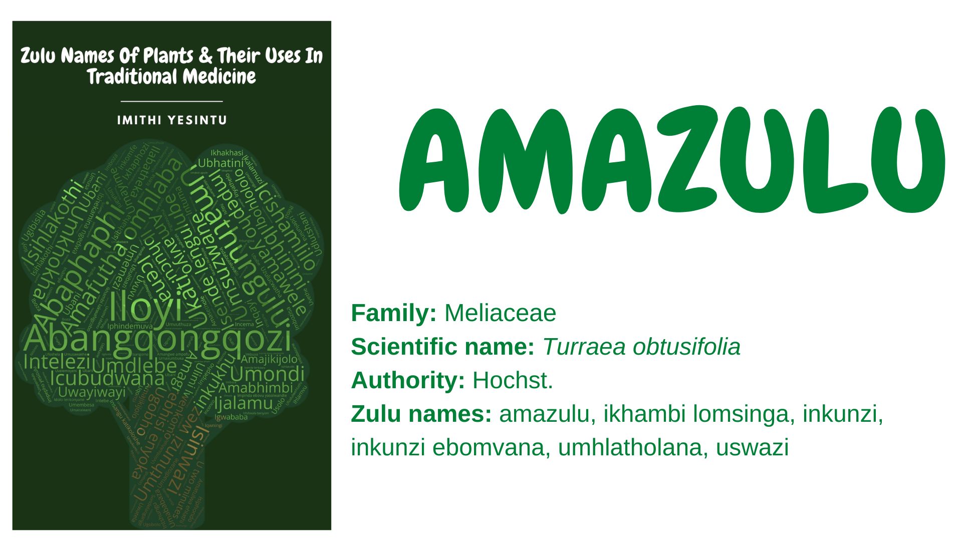 You are currently viewing Amazulu