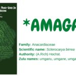 umganu