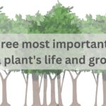 Read more about the article The three most important parts for a plant’s life and growth