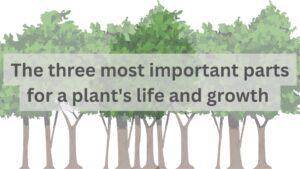 Read more about the article The three most important parts for a plant’s life and growth