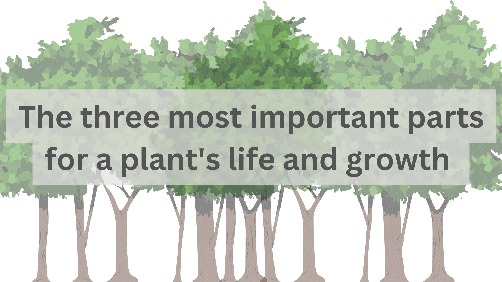 You are currently viewing The three most important parts for a plant’s life and growth