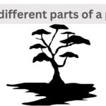 Read more about the article The different parts of a plant