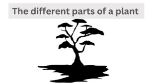 Read more about the article The different parts of a plant