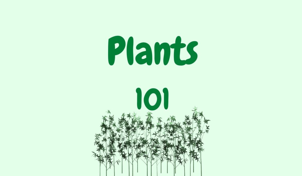 plants 101