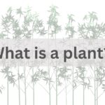 Read more about the article What is a plant?