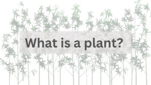 Read more about the article What is a plant?