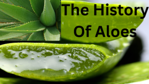 Read more about the article The history of aloes