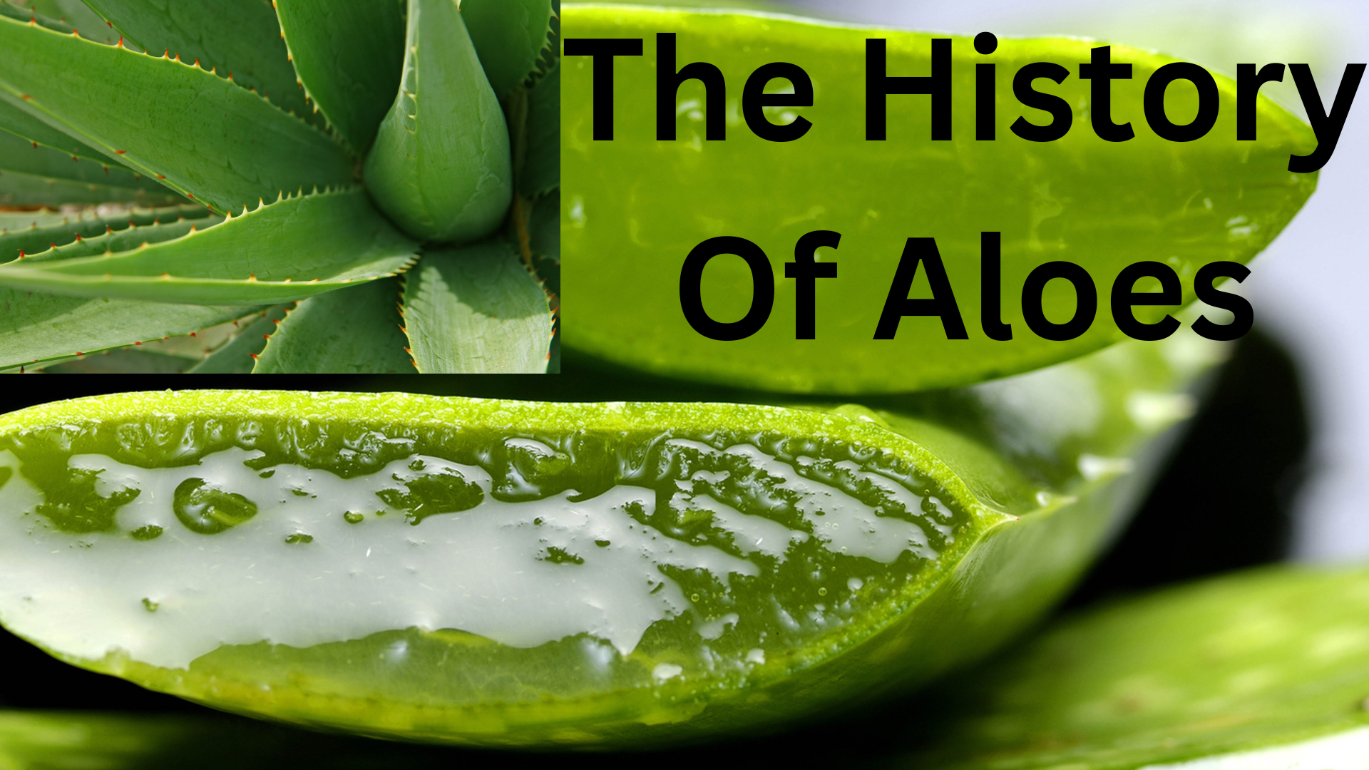 You are currently viewing The history of aloes