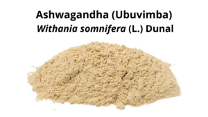 Read more about the article Ashwagandha (Ubuvimba) – Withania somnifera (L.) Dunal