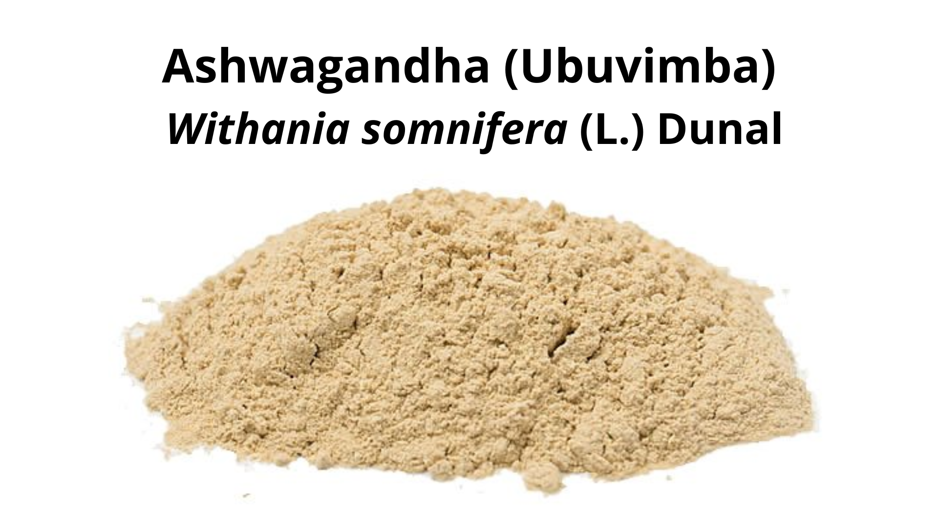 You are currently viewing Ashwagandha (Ubuvimba) – Withania somnifera (L.) Dunal