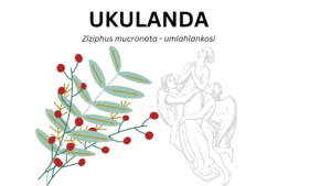 Read more about the article Ukulanda – the use of Ziziphus mucronata