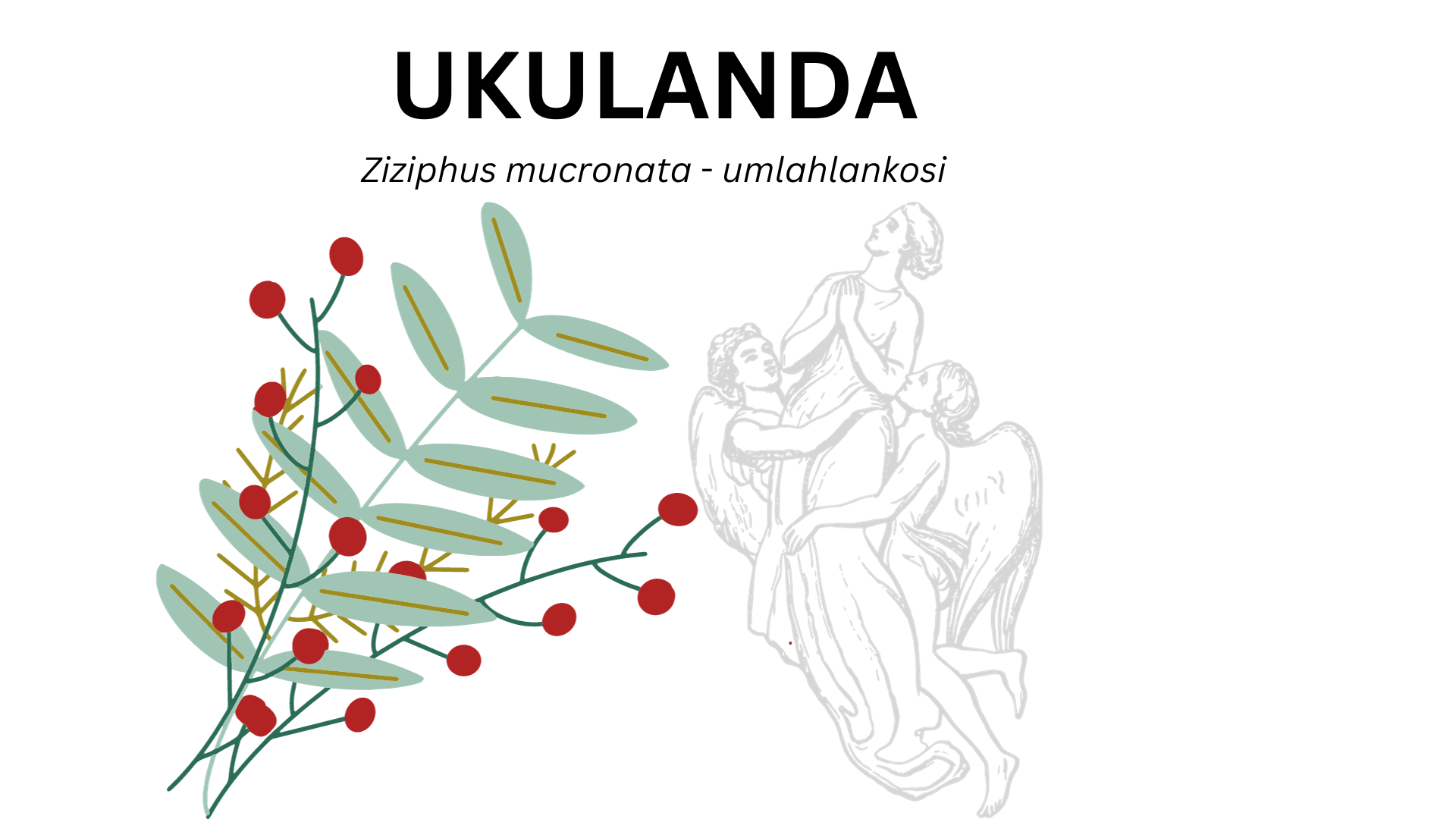 You are currently viewing Ukulanda – the use of Ziziphus mucronata
