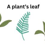 A plant’s leaf