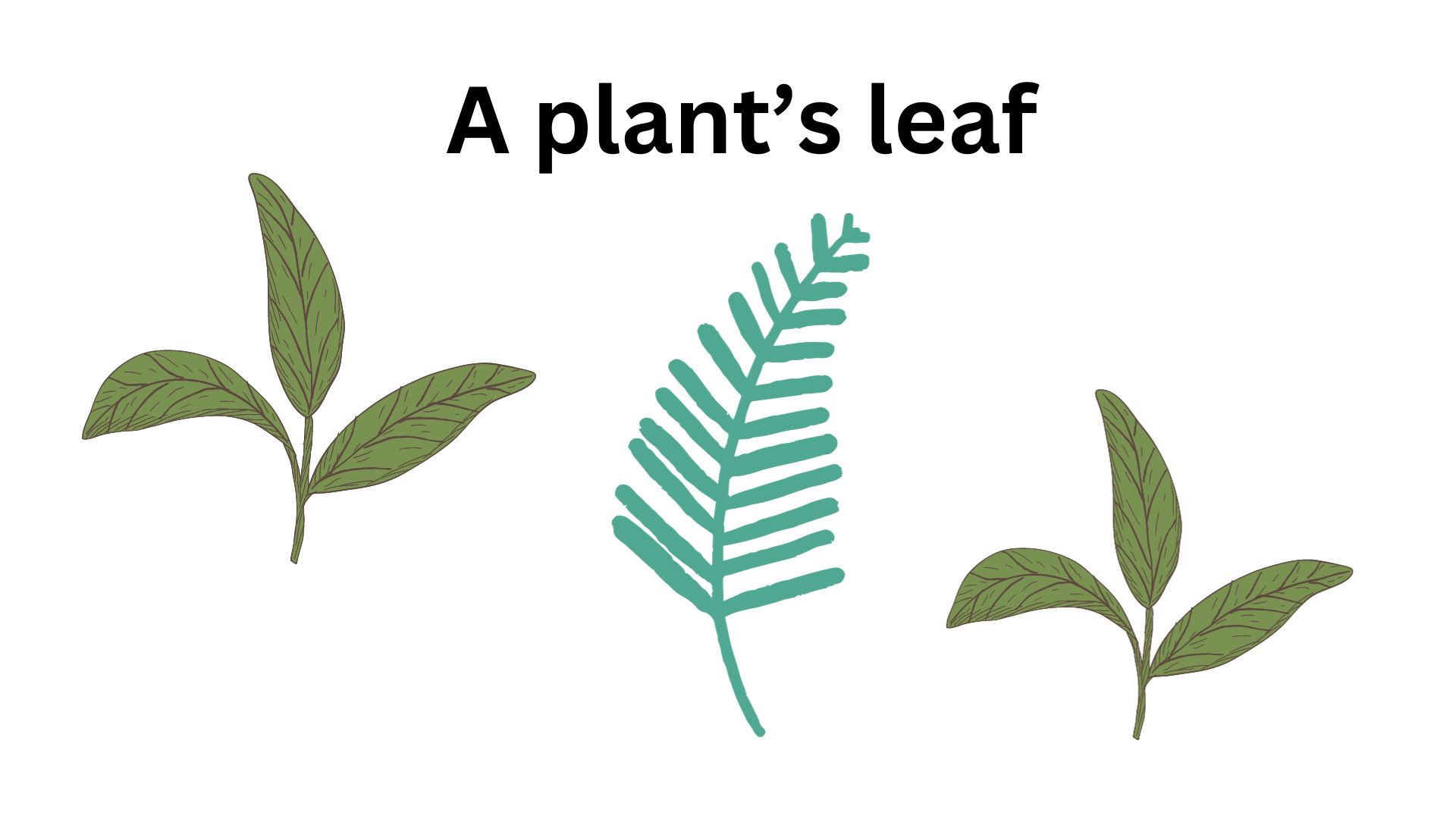 A plant’s leaf